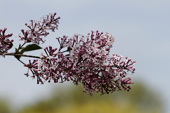 Jardin des Impressionnistes-061